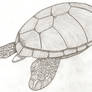 Turtle, Turtle... Sketch