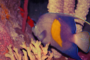 Vintage Little Fishy