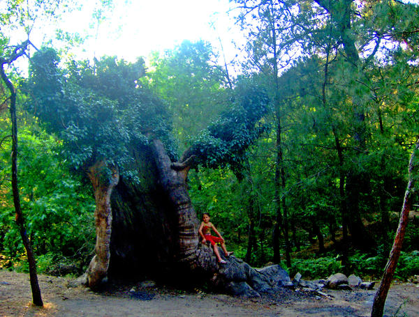 schaman tree and nil by kecipan on DeviantArt