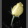 Yellow rose