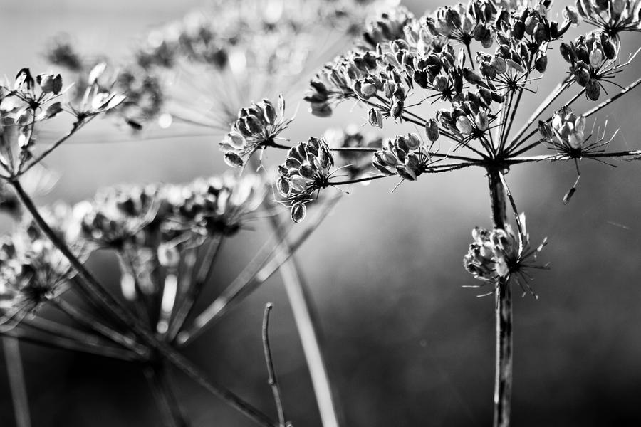 beauties of autumn