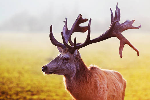 the majestic stag