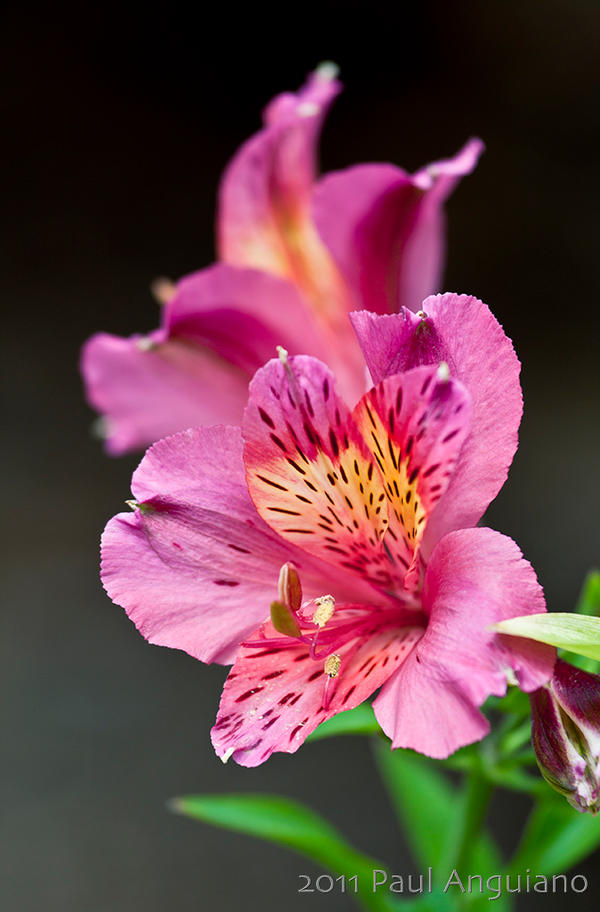 Pink Alstroemeria