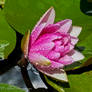 Pink waterlily 5