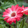 Red Daisies