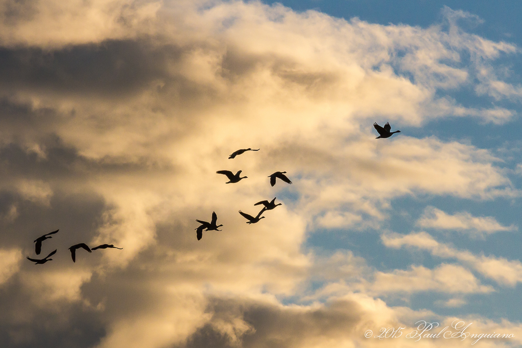 Morning Geese