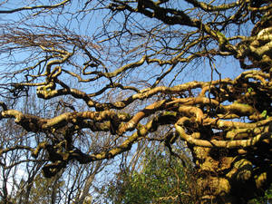 Twisted Branches