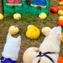 Pumpkins everywhere here and there