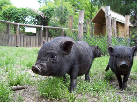 Vietnam Pigs