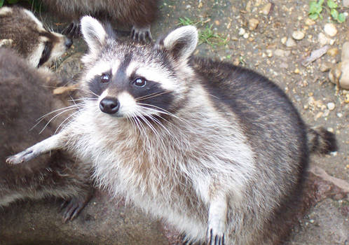 raccoon