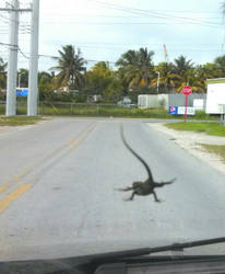 lizard surfing on my windshield