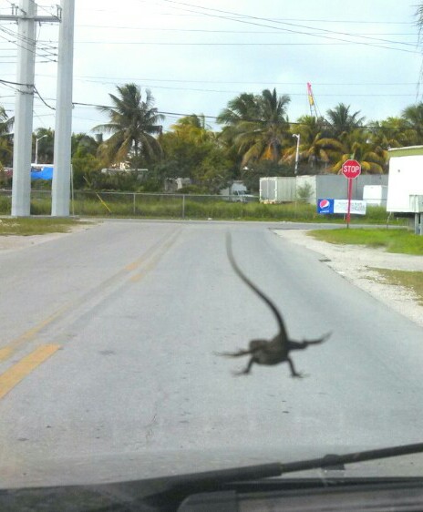 lizard surfing on my windshield