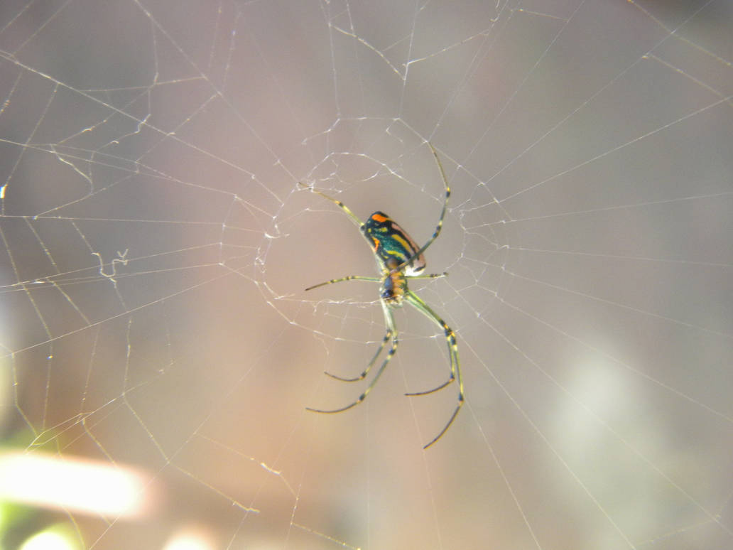 Rainbow spider by Nuitk on DeviantArt