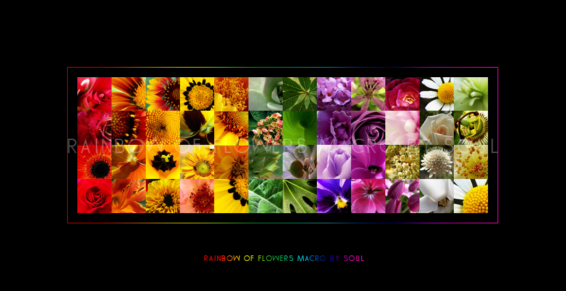 Rainbow Of Flowers