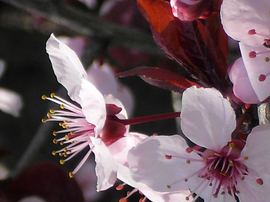 Spring Blossoms