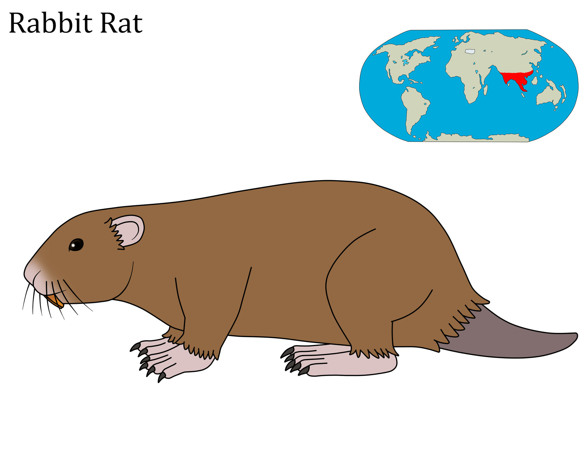 Rabbit Rat by Draw-ze-Drawing on DeviantArt