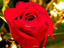 A beautiful rose for a beautiful person