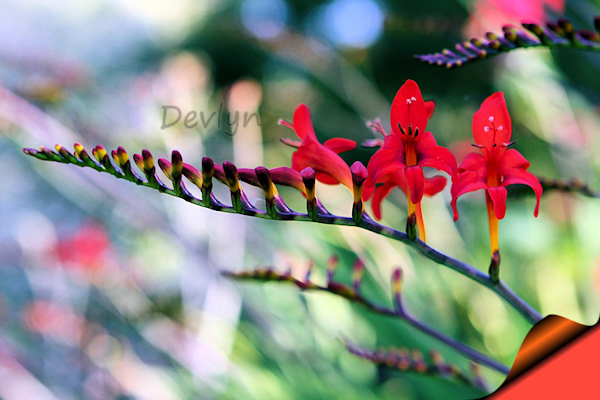 Crocosmia 2