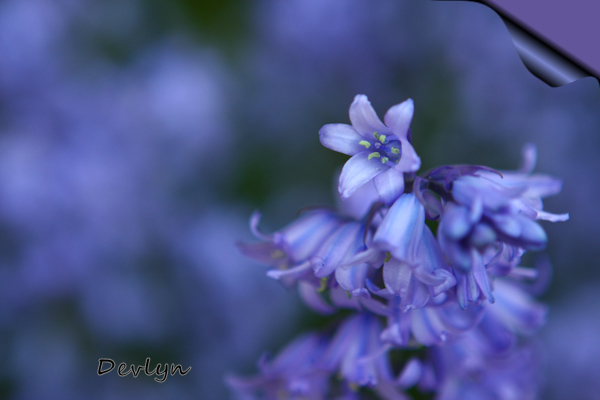 Bluebells 1