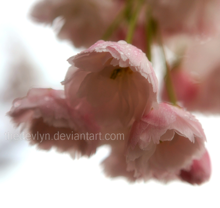 Little Pink Hats