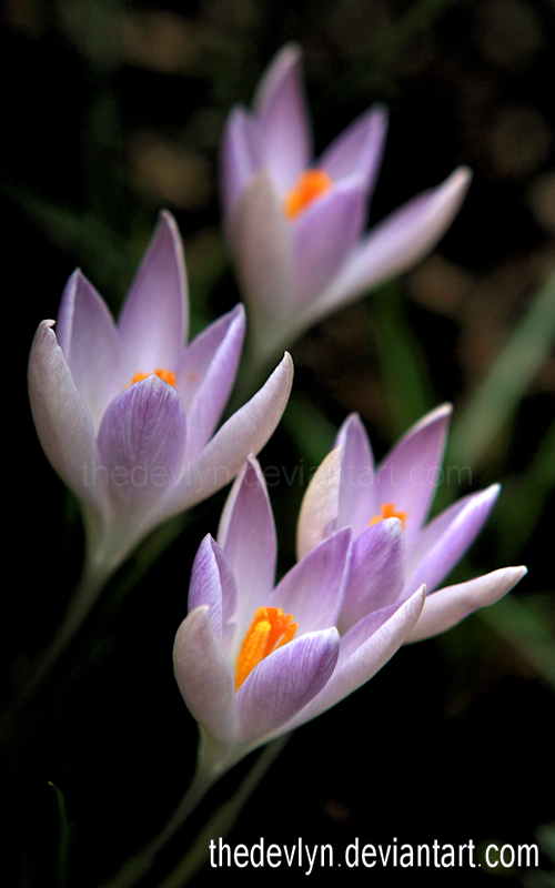 Croci