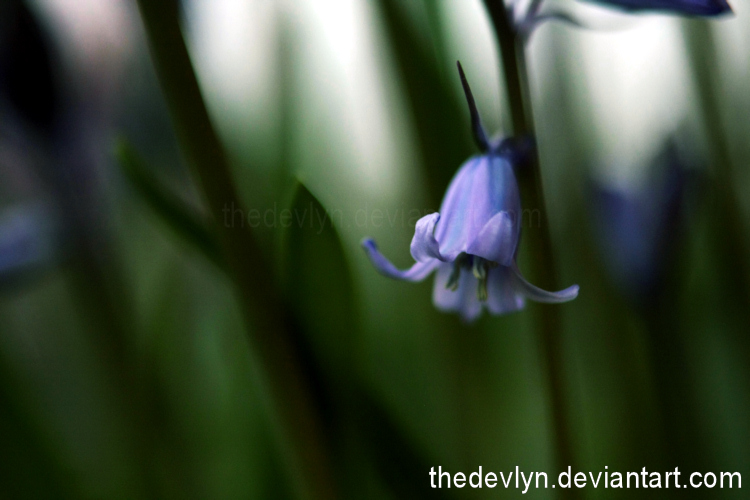 Of Blues and Purples