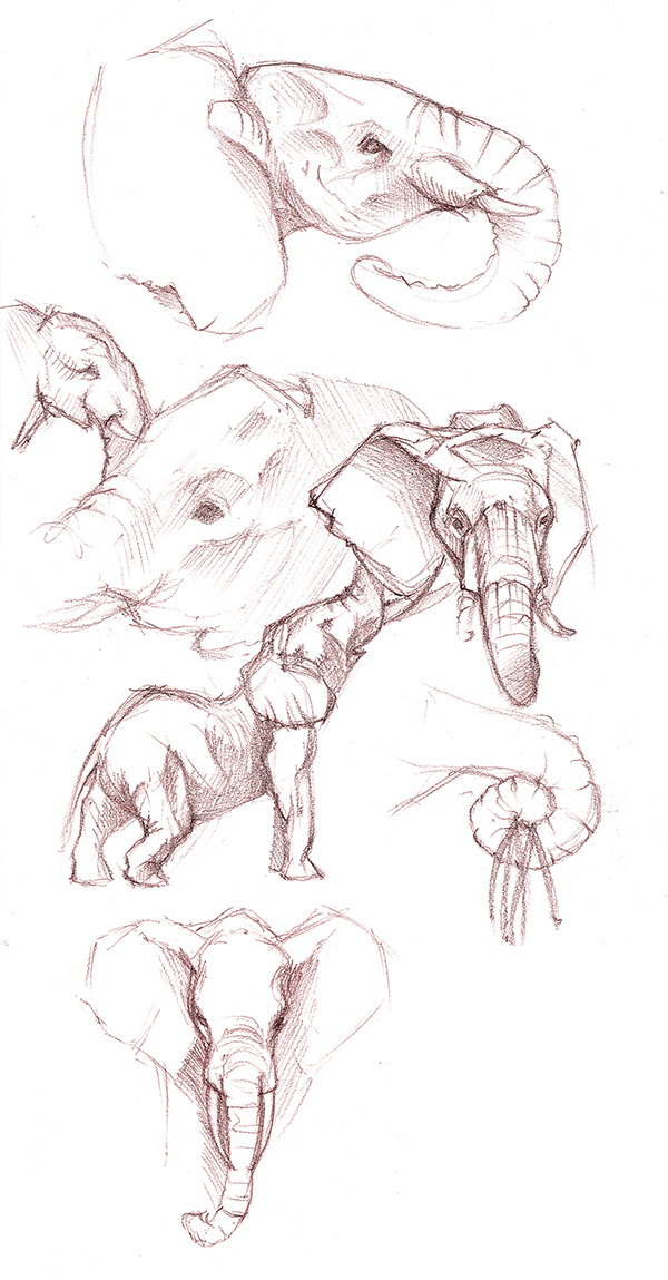 Elefants Sketches