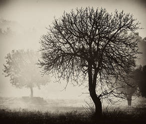 trees on the fog