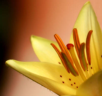 Flower Freckles