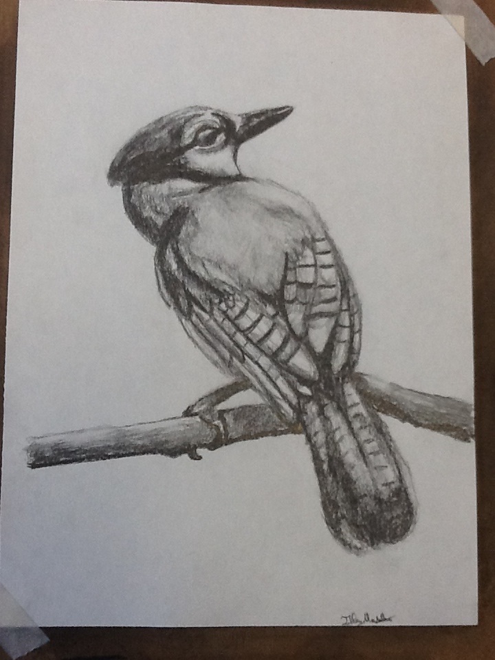 Graphite blue jay