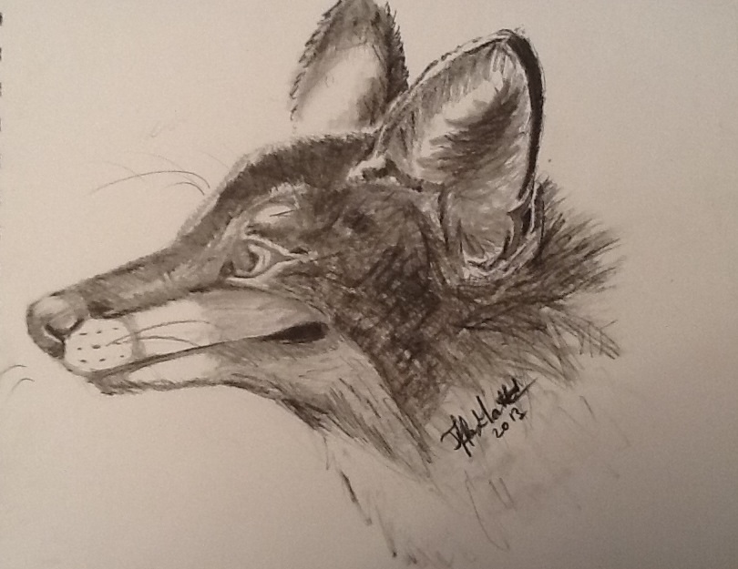 Realistic graphite and charcoal fox (Commission 3)