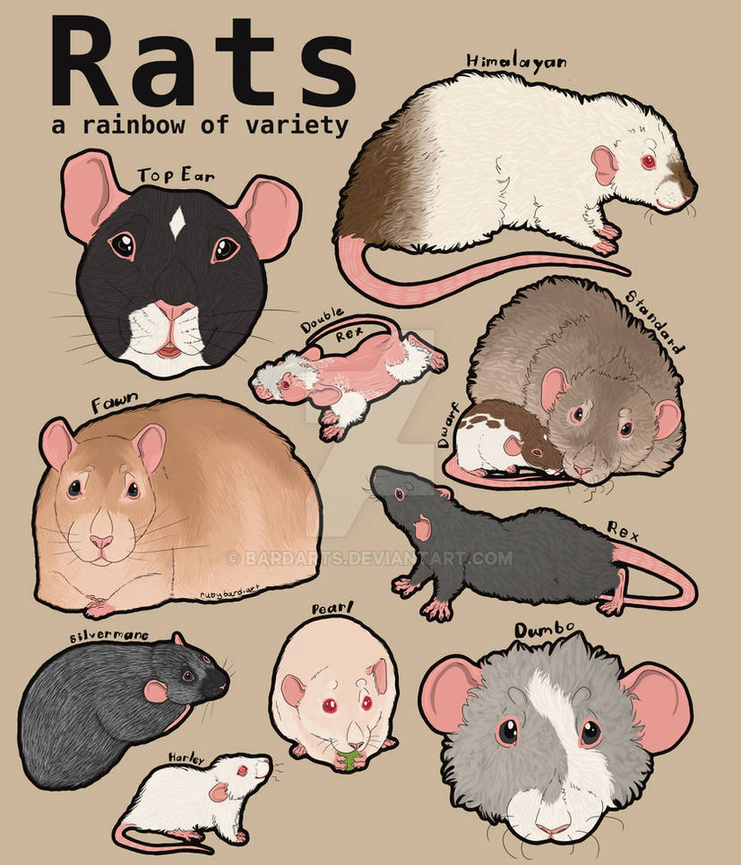 Singular Rats Hotter Topic: Rat Infographic by BardArts on DeviantArt