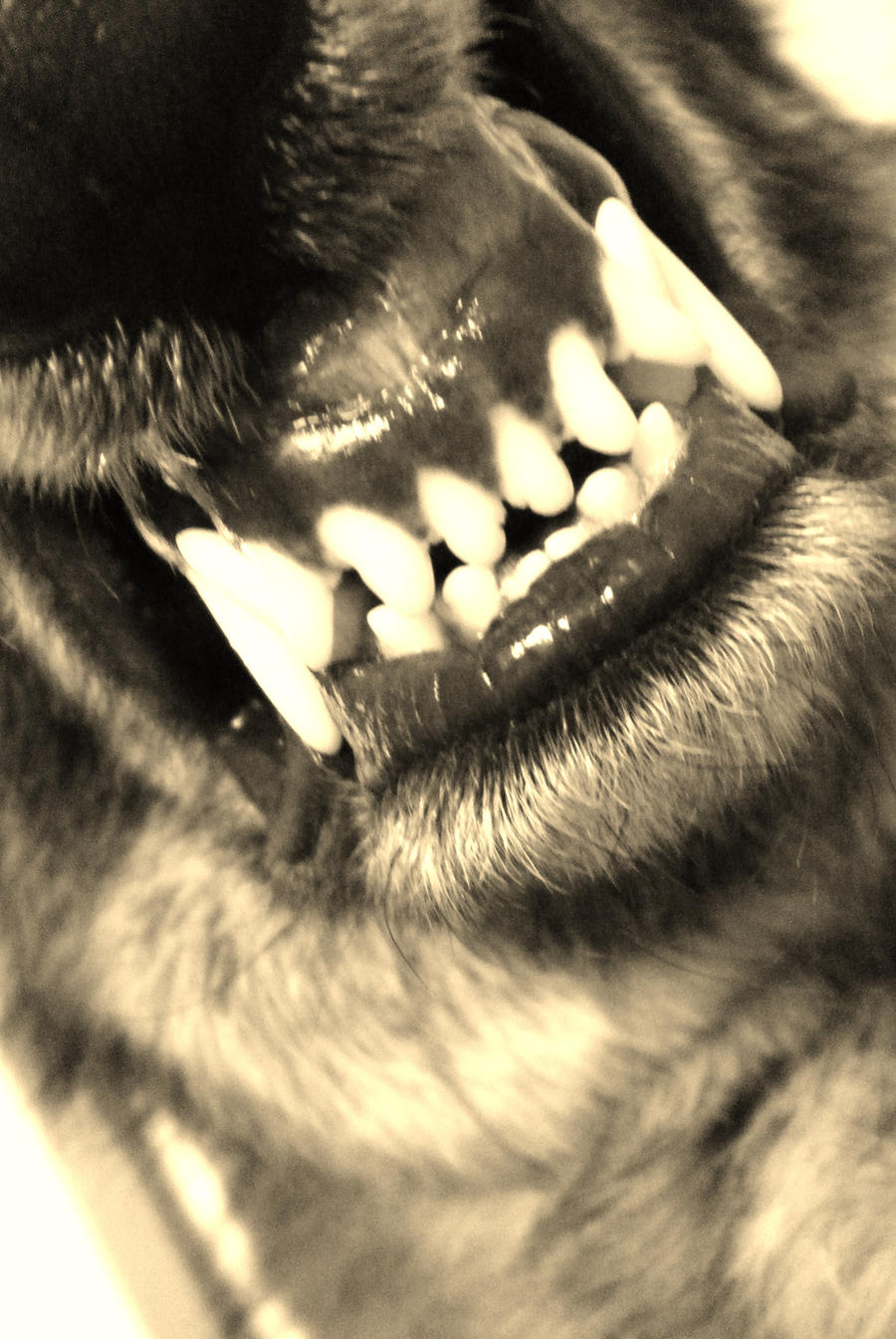 The Wolf's Fangs