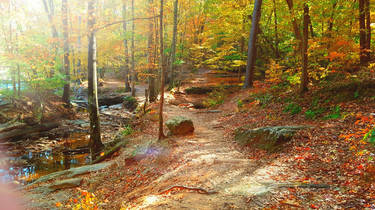 Fall Path