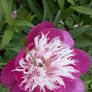 Peony 2