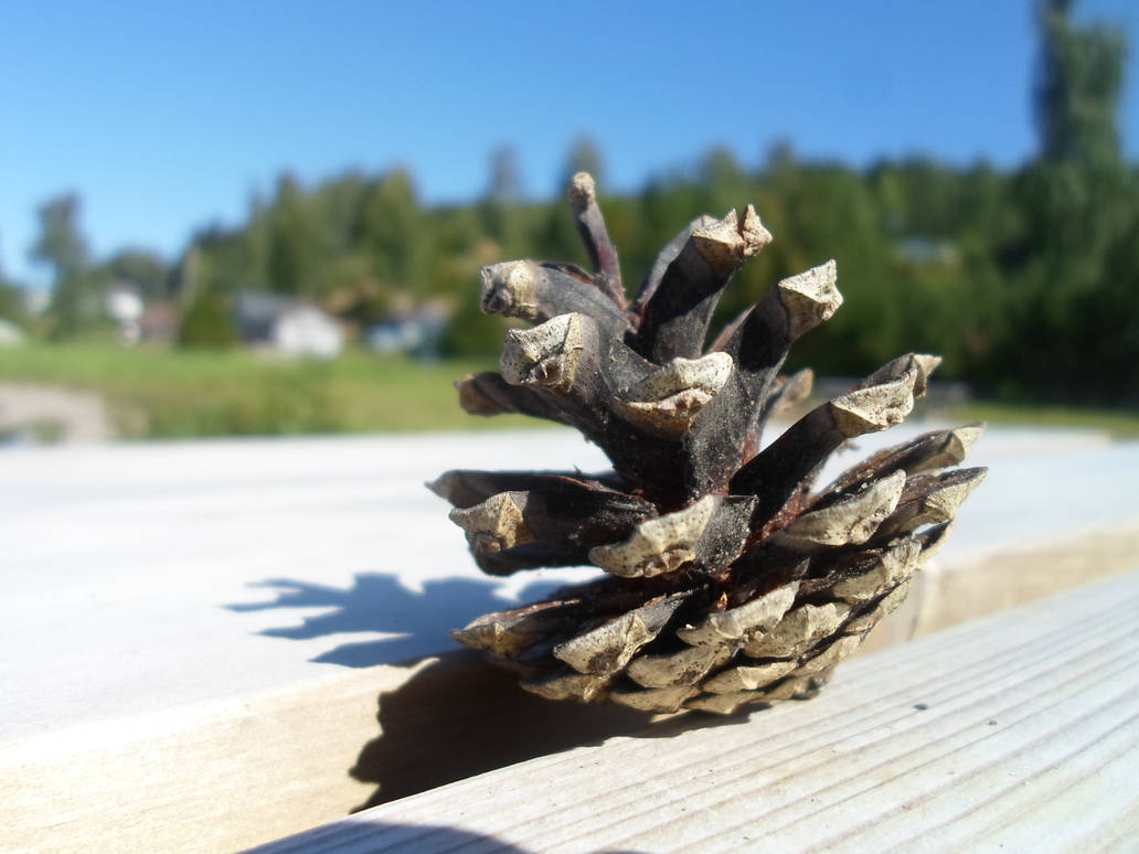 Pinecone