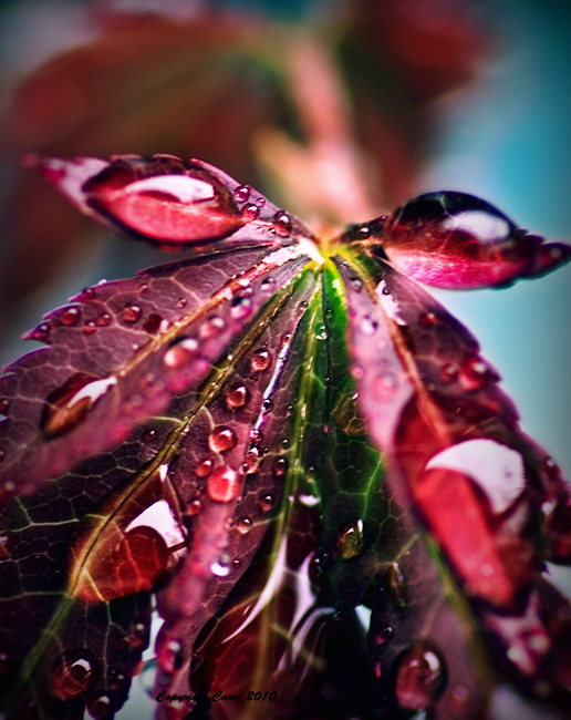 Japanese Maple