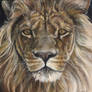 Lion Close-up Paintings