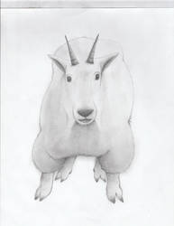 Traditional: Mountain Goat