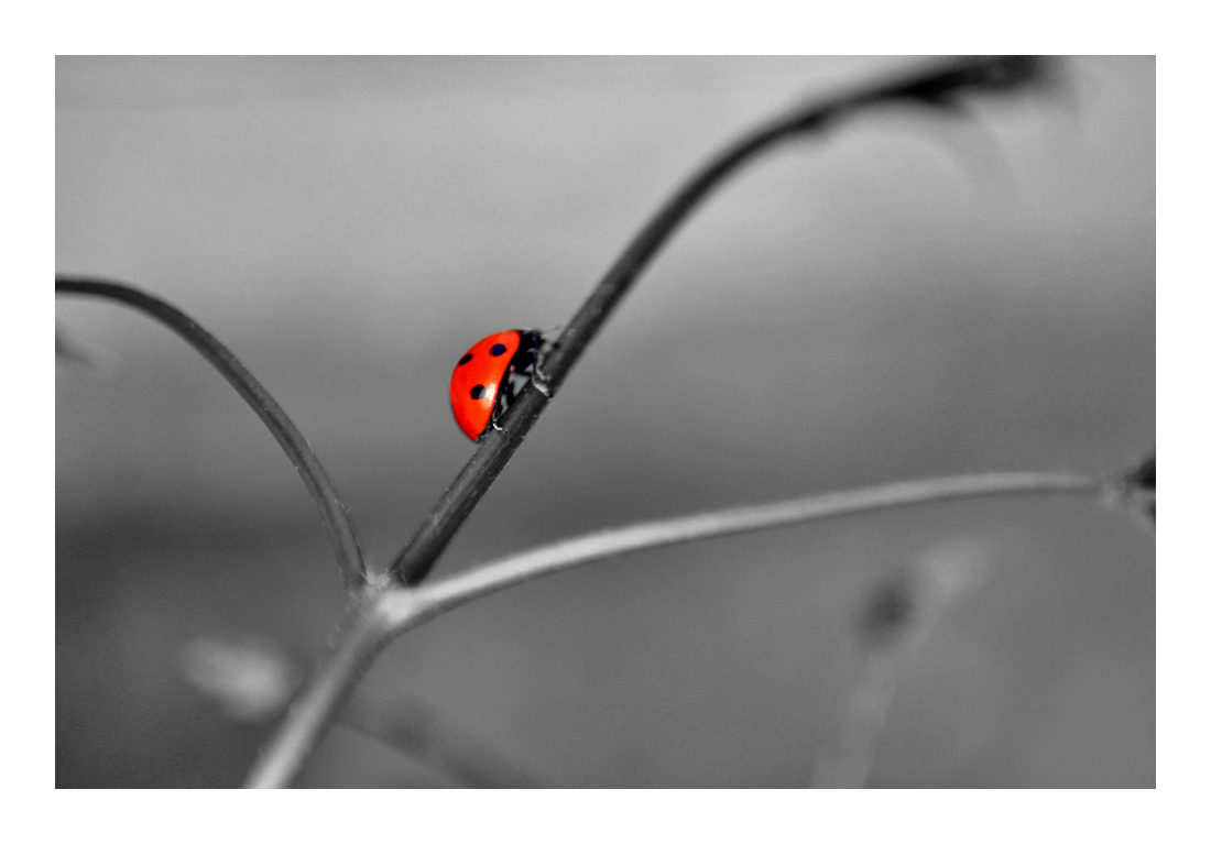 Ladybug - 4