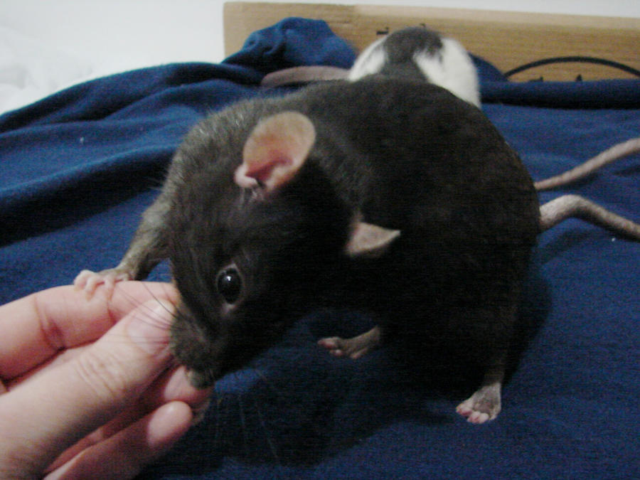 Grub the black fancy rat