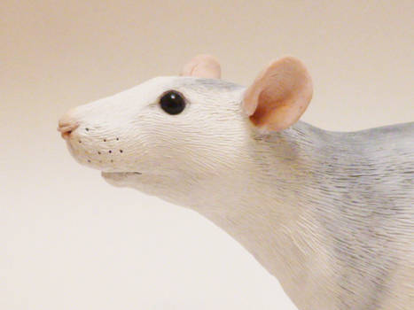 Completed Commission Roan Fancy Rat Face
