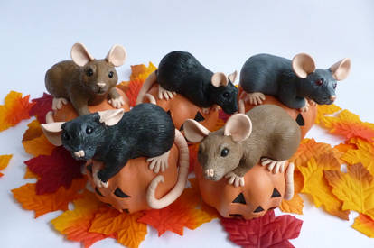 Pumpkin Rats Halloween 2016