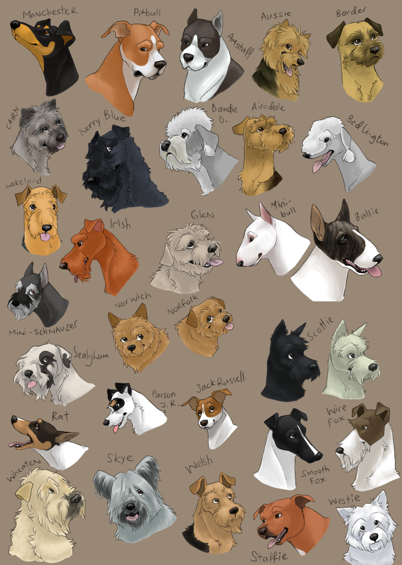 dog icons - TERRIER GROUP