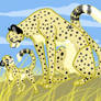 Cheetahs