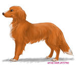 FP comm. 4 - Toller by swift-whippet