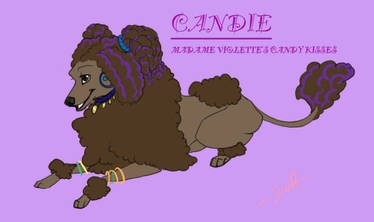 Candie Poodle