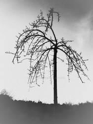 Tree of death