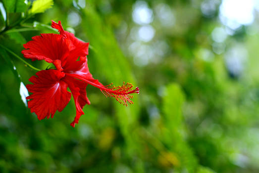 Hibiscus