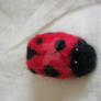 Ladybird